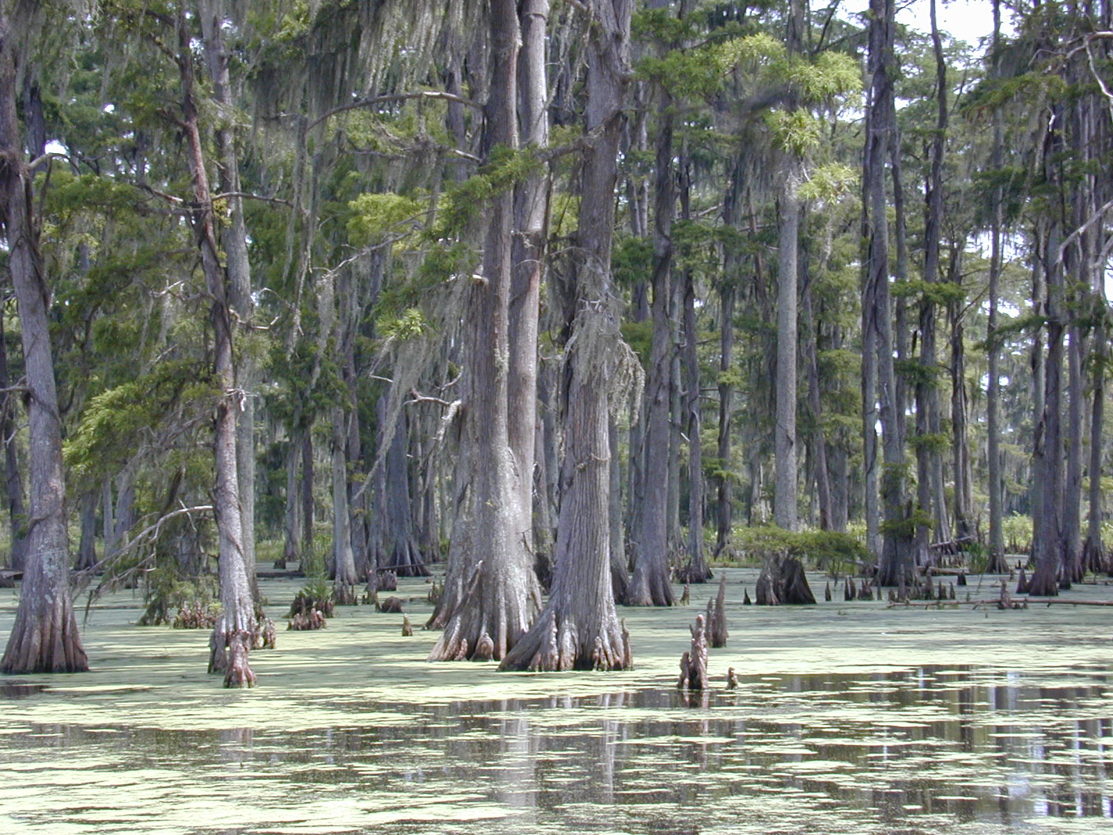 wetlands